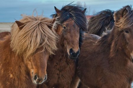 Das Islandpferd oder Islandpony genannt, ist eine aus Island stammende, vielseitige und robuste Pferderasse beziehungsweise ein Kleinpferd, das dank seines kräftigen Körperbaus auch von Erwachsenen geritten werden kann. 