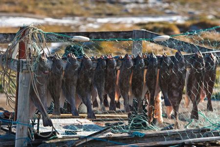 Fisch Trocknung vor dem Fenster