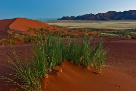Spriessendes Gras aus den Sanddünen